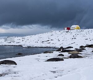 Some of the younger seals mock fighting on the beach. Others are in the water.