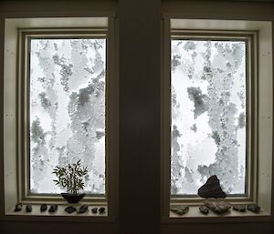 The view from inside the sleeping quarters building during the blizzard: glass covered in snow. (The plant is fake).