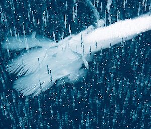 Snow trapped in lake ice, but looking like feathers, surrounded by frozen bubbles.