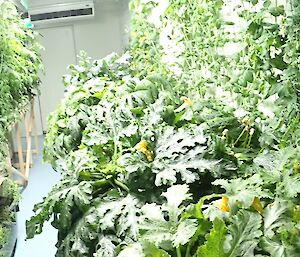 The lush vegetation of the hydroponics setup.