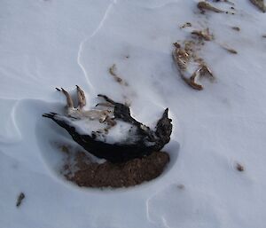 Dead penguins litter the site. They are frozen and then mummified over time. Two dead chicks are seen here.