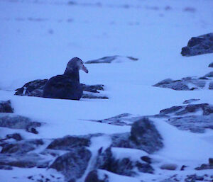 A southern giant petrel on Hawker Island.