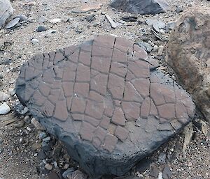 A rock with brown scale like outer surface which reminds Richard of turtle skin.