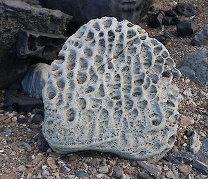 A sand and wind eroded rock that has the appearance of coral.