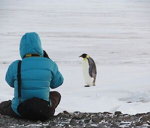 An expeditioner sitting down with an emperor chick in front looking at each other.