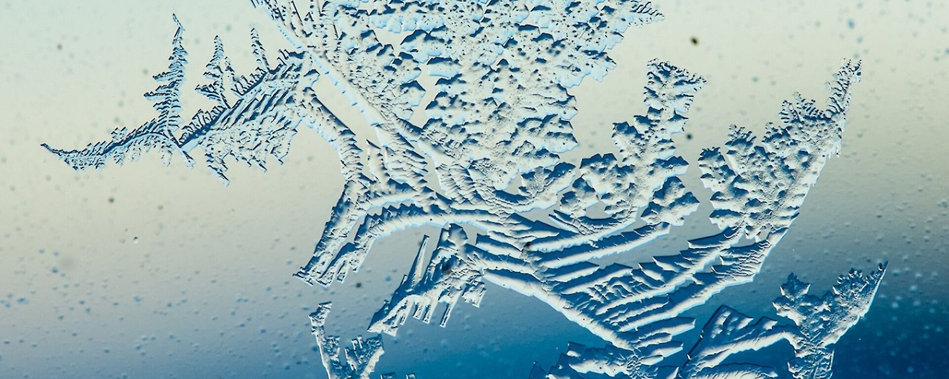 Ice on the window that has patterns that make it look like a fern or flower.