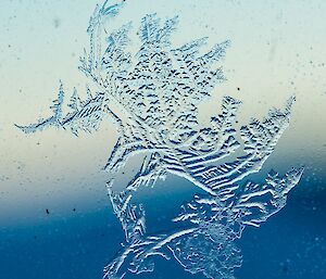 Ice on the window that has patterns that make it look like a fern or flower.