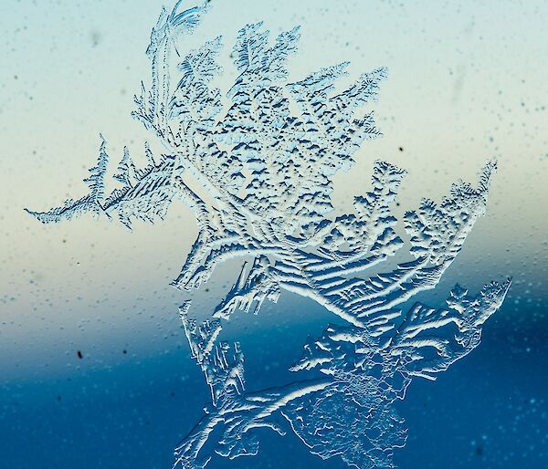 Ice on the window that has patterns that make it look like a fern or flower.