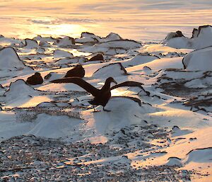 Giant petrels at Hawker Island. Nineteen birds were seen within the study area on this occasion.