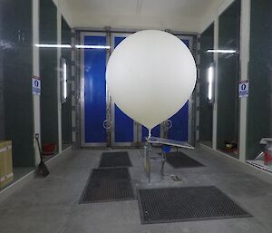 An inflated 1200g ozone balloon inside the balloon shed.