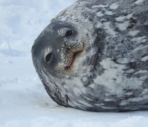 A Weddell seal resting on the sea ice. You can see its face and dapple coloured chest.
