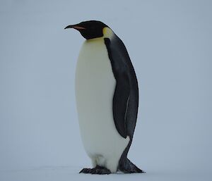 A majestic emperor penguin standing on the ice.
