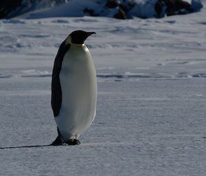 An emperor penguin posing for the camera.