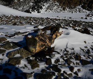 A mummified seal in Lichen Valley.