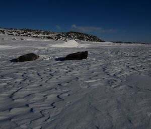 Two Weddell seals are resting on the sea-ice.