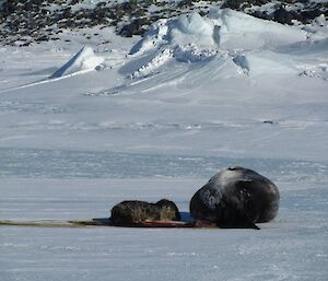 A brand new Weddel seal pup with mum. The pup is only minutes old.