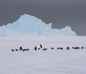 A group of Adélie penguins are resting on the sea ice. Kirsten is kneeling to the right and a blue berg is behind them.