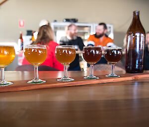 A beer tasting board with five small glasses of beer ranging from very dark stout to golden honey coloured beer.