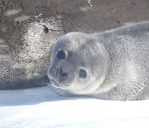 A very cute Weddell seal pup’s face. The pup is lying alongside mum.