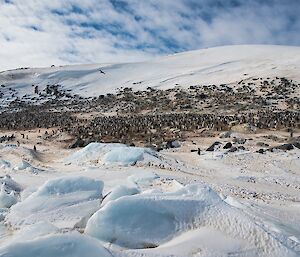 The penguin colony at Magnetic Island.