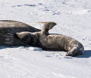 A Weddell seal pup suckling.