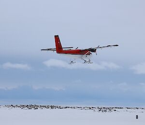 The Twin Otter does a pass over the runway before landing, while the penguins look on.