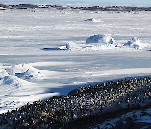 A big group of penguins with sea ice and grounded icebergs in the background.