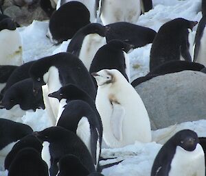 A white penguin surrounded by black and white penguins.