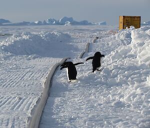 Two penguins walk beside a fuel hose on the snow.