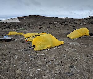 Five yellow bivvy bags on the ground with people inside them.