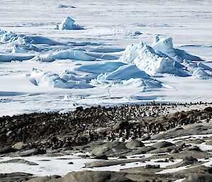 A penguin colony on an island with ice in the background.