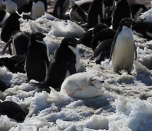 A white leucistic penguin sits amongst other penguins