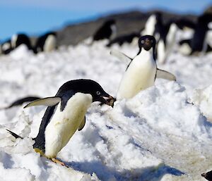 A black and white penguin carries a rock in its beak to build a nest.