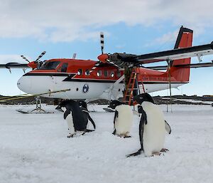 Penguins stand in front of a skiplane.