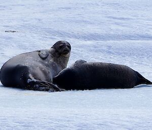 A mother and seal pup on the ice.