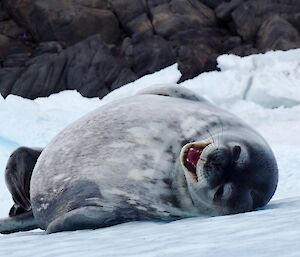 Seal pup on the ice smiling.