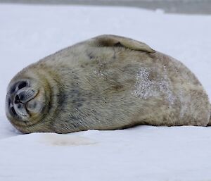 A Weddell seal pup on ice.