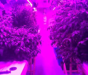 Plants growing in a hydroponics facility.
