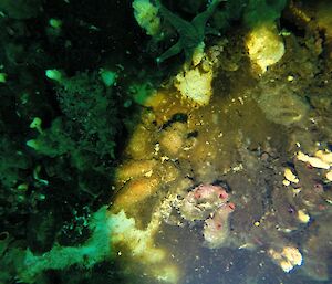 Photo of sea floor under the sea ice.