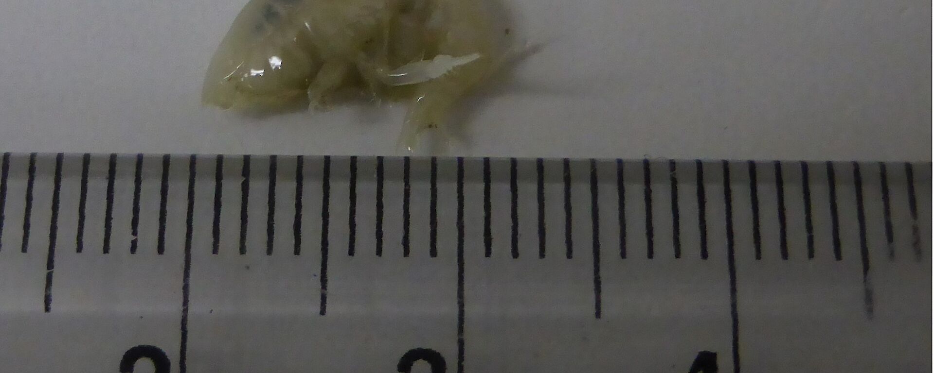 A ruler and small slug like creature.