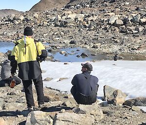 A group observe a penguin