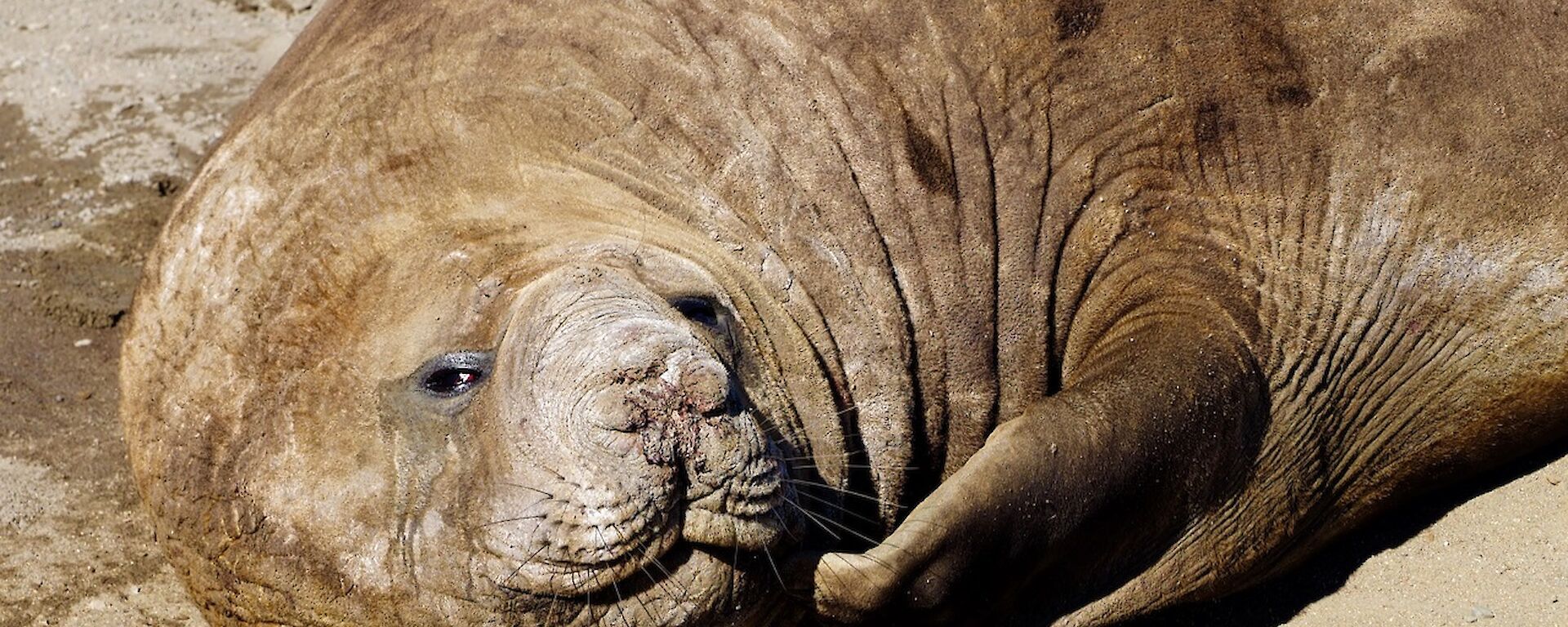 A seal scratching