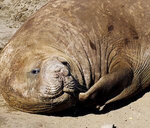 A seal scratching