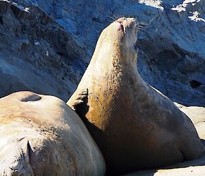 A seal scratches itself