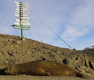 A large seal in front of the Davis street sign