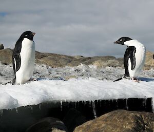 2 penguins