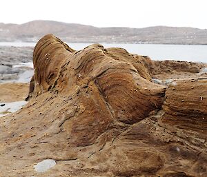 Seal skin on the rocks