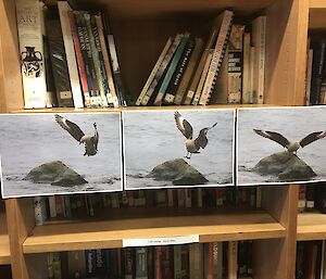 3 photo sequence of a bird landing on a rock