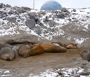 Group of elephant seals all bunched up together sleeping surrounded with lightly snow covered ground.