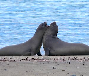 Two young elephant seals pushing each other around on the beach with the blue water of the ocean in the background.
